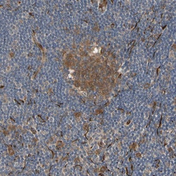 Invitrogen FGD6 Polyclonal Antibody 100 &mu;L; Unconjugated:Antibodies,
