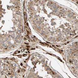 Invitrogen FGD6 Polyclonal Antibody 100 &mu;L; Unconjugated:Antibodies,