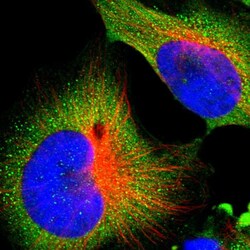Invitrogen ALG5 Polyclonal Antibody 100 &mu;L; Unconjugated:Antibodies,