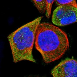 Invitrogen ARHGEF17 Polyclonal Antibody 100 &mu;L; Unconjugated:Antibodies,