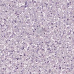 Invitrogen SLC6A17 Polyclonal Antibody 100 &mu;L; Unconjugated:Antibodies,
