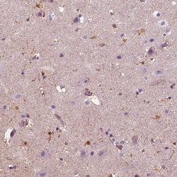 Invitrogen SLC6A17 Polyclonal Antibody 100 &mu;L; Unconjugated:Antibodies,