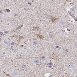 Invitrogen SLC6A17 Polyclonal Antibody 100 &mu;L; Unconjugated:Antibodies,