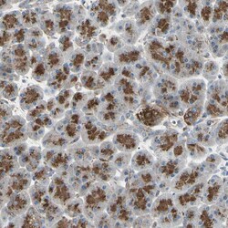 Invitrogen ATP6V1B2 Polyclonal Antibody 100 &mu;L; Unconjugated:Antibodies,