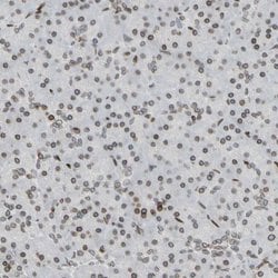 Invitrogen LAP2 Polyclonal Antibody 100 &mu;L; Unconjugated:Antibodies,