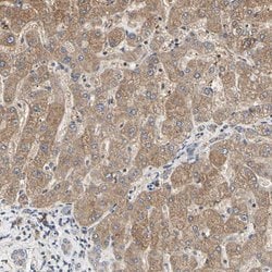 TSKU Polyclonal Antibody, Invitrogen&trade; 100 &mu;L; Unconjugated 