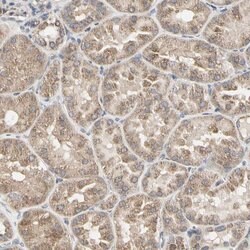 Invitrogen TSKU Polyclonal Antibody 100 &mu;L; Unconjugated:Antibodies,