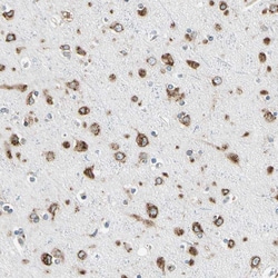 Invitrogen Nucleobindin 1 Polyclonal Antibody 100 &mu;L | Buy Online | Invitrogen&trade; | Fisher Scientific