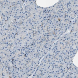 Invitrogen Nucleobindin 1 Polyclonal Antibody 100 &mu;L | Buy Online | Invitrogen&trade; | Fisher Scientific