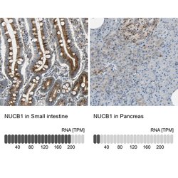 Invitrogen Nucleobindin 1 Polyclonal Antibody 100 &mu;L | Buy Online | Invitrogen&trade; | Fisher Scientific