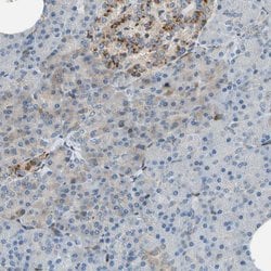 Invitrogen Nucleobindin 1 Polyclonal Antibody 100 &mu;L | Buy Online | Invitrogen&trade; | Fisher Scientific
