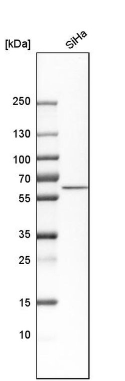 Invitrogen Nucleobindin 1 Polyclonal Antibody 100 &mu;L | Buy Online | Invitrogen&trade; | Fisher Scientific
