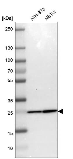 Invitrogen PSMA2 Polyclonal Antibody 100 &mu;L | Buy Online | Invitrogen&trade; | Fisher Scientific