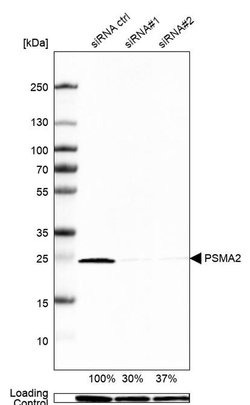 Invitrogen PSMA2 Polyclonal Antibody 100 &mu;L | Buy Online | Invitrogen&trade; | Fisher Scientific