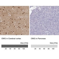 Invitrogen OMG Polyclonal Antibody 100 &mu;L; Unconjugated:Antibodies,