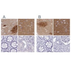 Invitrogen OMG Polyclonal Antibody 100 &mu;L; Unconjugated:Antibodies,