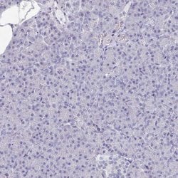 Invitrogen OMG Polyclonal Antibody 100 &mu;L; Unconjugated:Antibodies,