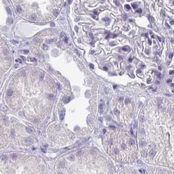 Invitrogen OMG Polyclonal Antibody 100 &mu;L; Unconjugated:Antibodies,
