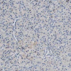Invitrogen PLGRKT Polyclonal Antibody 100 &mu;L; Unconjugated:Antibodies,