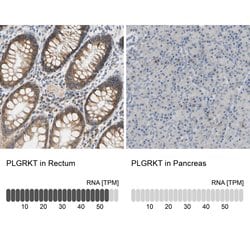 Invitrogen PLGRKT Polyclonal Antibody 100 &mu;L; Unconjugated:Antibodies,