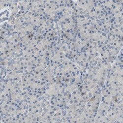 Invitrogen PLGRKT Polyclonal Antibody 100 &mu;L; Unconjugated:Antibodies,