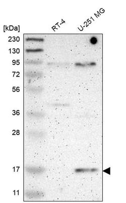 Invitrogen PLGRKT Polyclonal Antibody 100 &mu;L; Unconjugated:Antibodies,