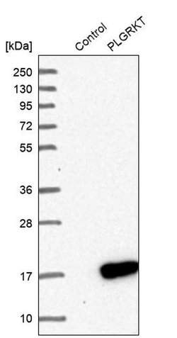 Invitrogen PLGRKT Polyclonal Antibody 100 &mu;L; Unconjugated:Antibodies,