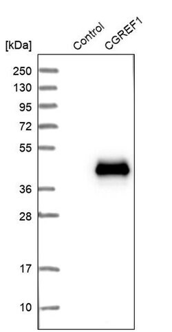 Invitrogen CGREF1 Polyclonal Antibody 100 &mu;L | Buy Online | Invitrogen&trade; | Fisher Scientific