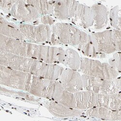 Invitrogen FAM98B Polyclonal Antibody 100 &mu;L; Unconjugated:Antibodies,