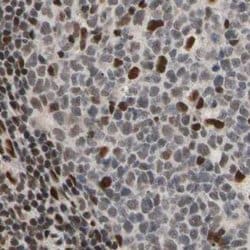Invitrogen FAM98B Polyclonal Antibody 100 &mu;L; Unconjugated:Antibodies,