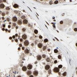 Invitrogen FAM98B Polyclonal Antibody 100 &mu;L; Unconjugated:Antibodies,
