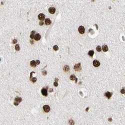 Invitrogen FAM98B Polyclonal Antibody 100 &mu;L; Unconjugated:Antibodies,