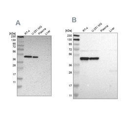 Invitrogen FAM98B Polyclonal Antibody 100 &mu;L; Unconjugated:Antibodies,