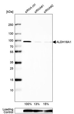 Invitrogen ALDH18A1 Polyclonal Antibody 100 &mu;L; Unconjugated:Antibodies,