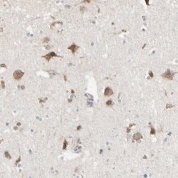 Invitrogen NUCB2 Polyclonal Antibody 100 &mu;L; Unconjugated:Antibodies,