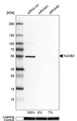 NUCB2 Polyclonal Antibody, Invitrogen 100 &mu;L; Unconjugated:Antibodies,