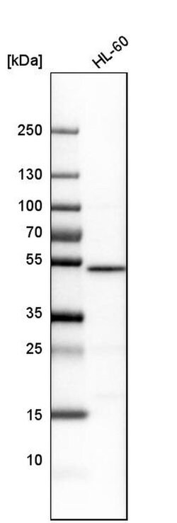 NUCB2 Polyclonal Antibody, Invitrogen 100 &mu;L; Unconjugated:Antibodies,