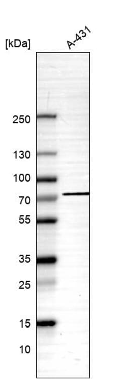 Invitrogen GPSM2 Polyclonal Antibody 100 &mu;L | Buy Online | Invitrogen&trade; | Fisher Scientific
