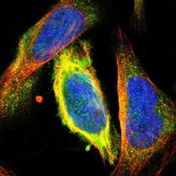 Invitrogen CKAP2 Polyclonal Antibody 100 &mu;L; Unconjugated:Antibodies,