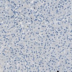 Invitrogen CKAP2 Polyclonal Antibody 100 &mu;L; Unconjugated:Antibodies,