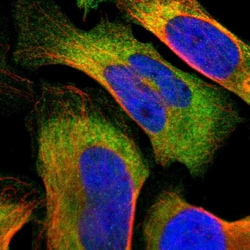 Invitrogen TCP-1 eta Polyclonal Antibody 100 &mu;L; Unconjugated:Antibodies,