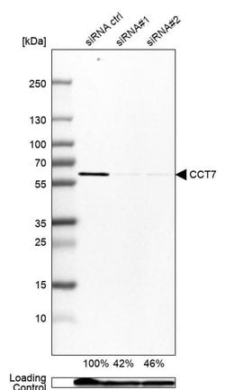 Invitrogen TCP-1 eta Polyclonal Antibody 100 &mu;L; Unconjugated:Antibodies,