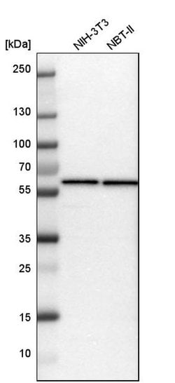 Invitrogen TCP-1 eta Polyclonal Antibody 100 &mu;L; Unconjugated:Antibodies,