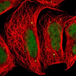 FAM98B Polyclonal Antibody:Antibodies, Polyclonal
