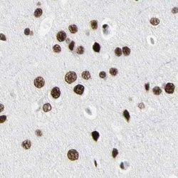 FAM98B Polyclonal Antibody:Antibodies, Polyclonal