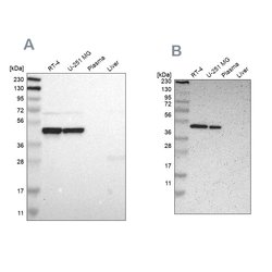 FAM98B Polyclonal Antibody:Antibodies, Polyclonal