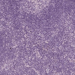Invitrogen ZP4 Polyclonal Antibody 100 &mu;L; Unconjugated:Antibodies,