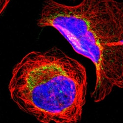 Invitrogen MRPL9 Polyclonal Antibody 100 &mu;L; Unconjugated:Antibodies,