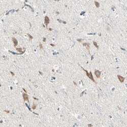 Invitrogen SLC6A15 Polyclonal Antibody 100 &mu;L; Unconjugated:Antibodies,