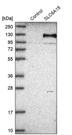Invitrogen SLC6A15 Polyclonal Antibody 100 &mu;L; Unconjugated:Antibodies,